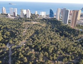 Benidorm plants close to 200 trees in the Els Tolls neighbourhood 